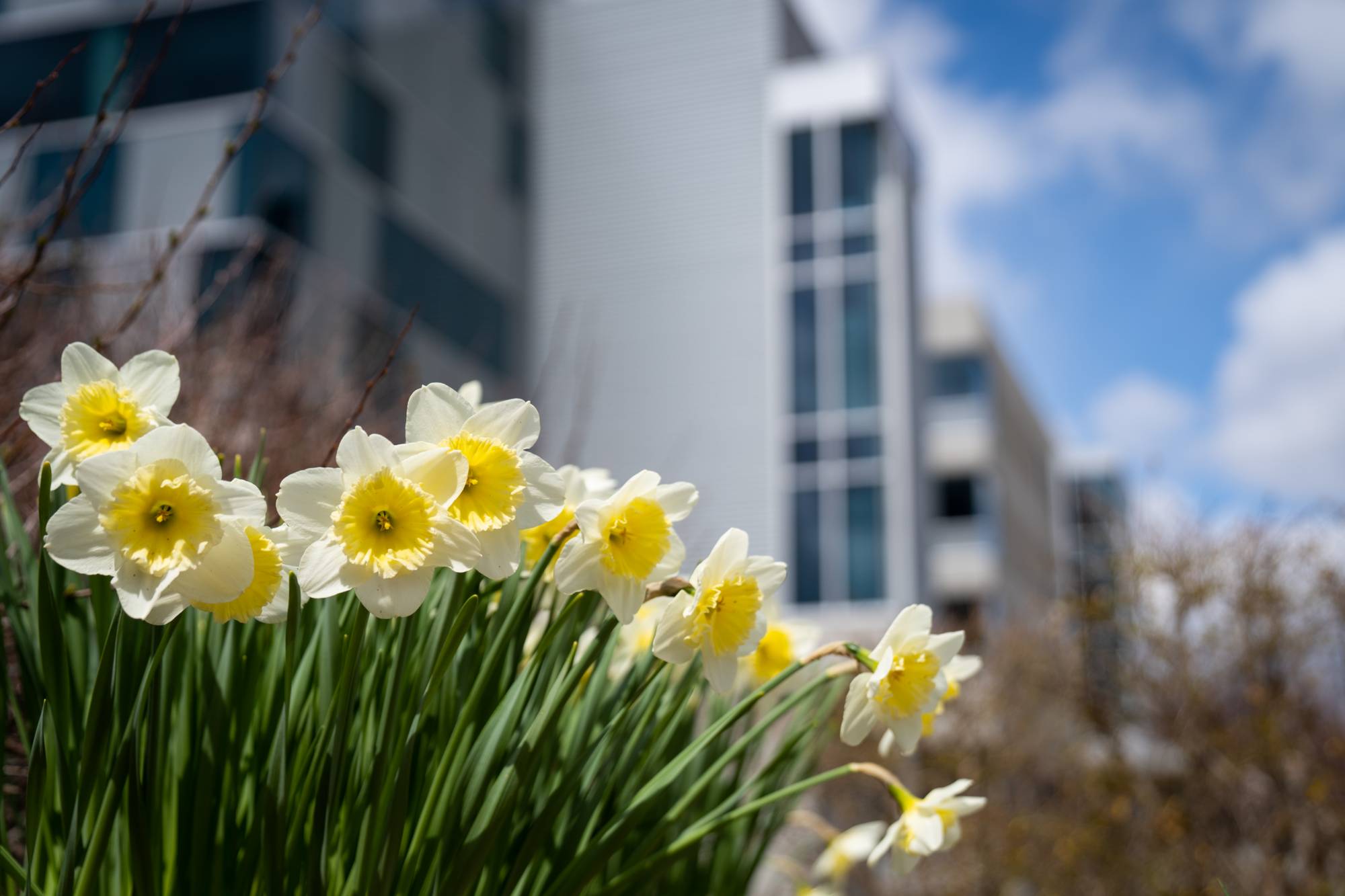 Yellow flowers in the foreground with grey building in the background